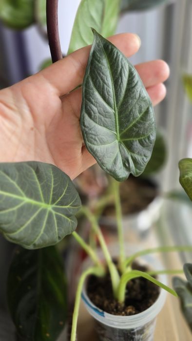 Алоказия Регал Шилдс, комнатные цветы