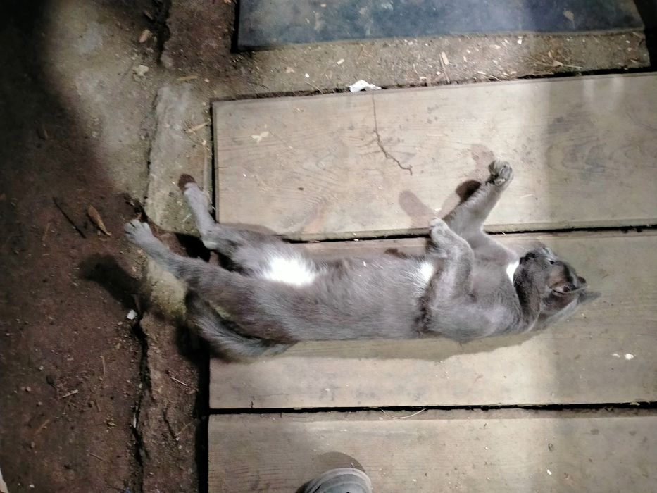 Ищем хозяина для кота