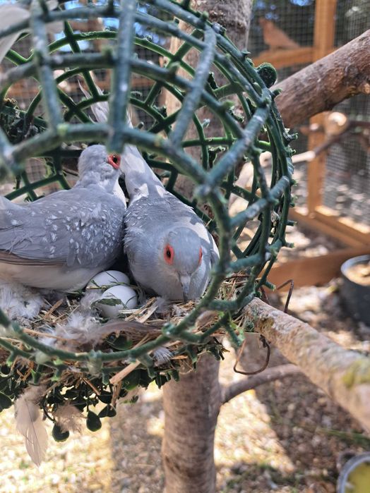 Turturele diamant și turturele senegal