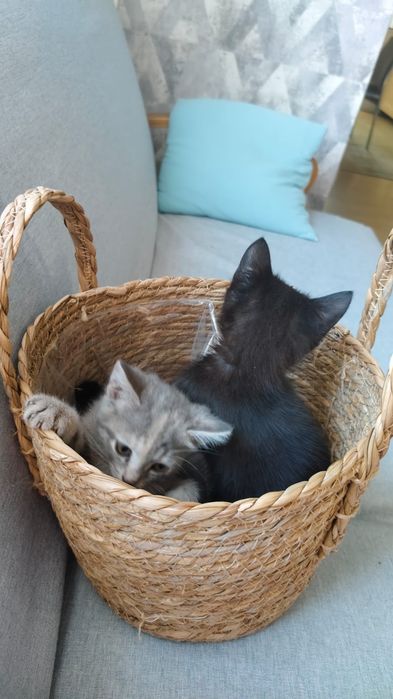 Отдам котят в добрые руки