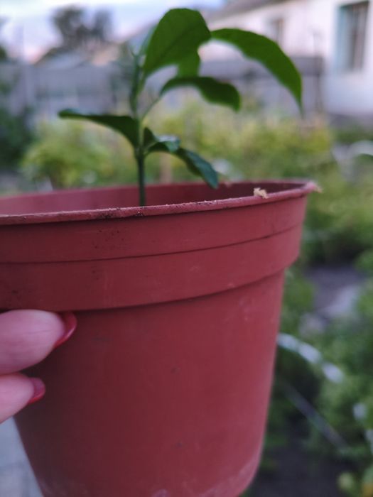 Комнатные цветы лимонка и денежные