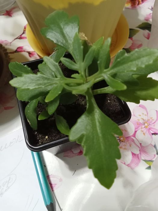 Продам кактусы и цветы