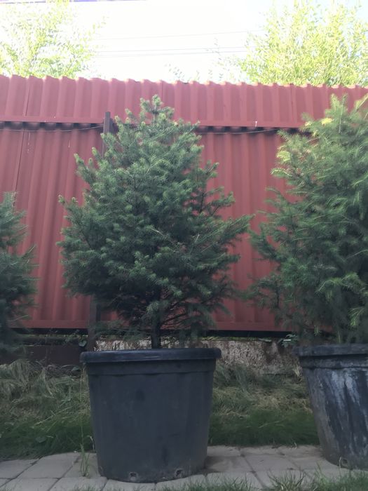 Ель Шренка в горшках