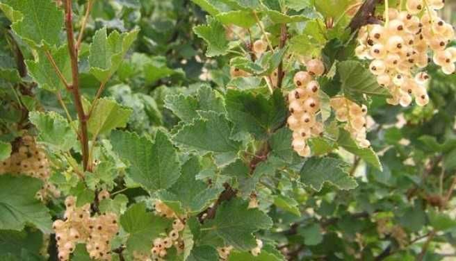 Касис – Френско грозде
Налични 5 вида