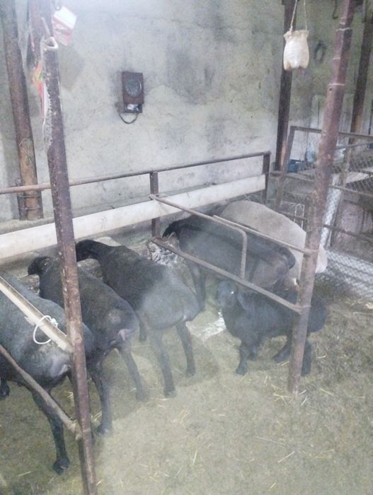 Ena bola quylar sotiladi Xisor arashan