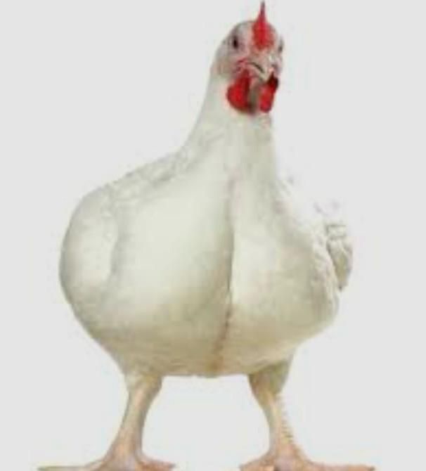 Бройлеры, тауық еті