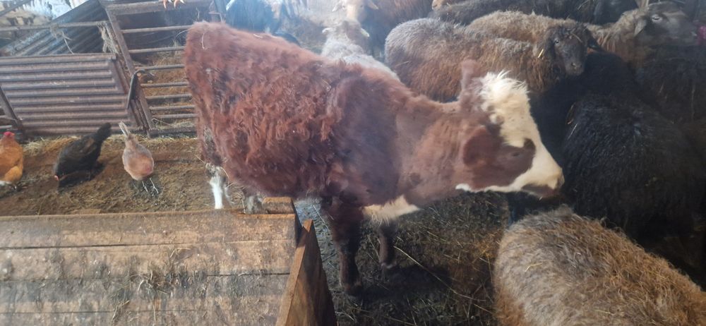 Продам телочку месячная