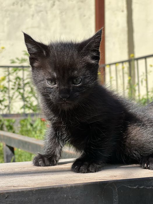 Котята 3 мальчика