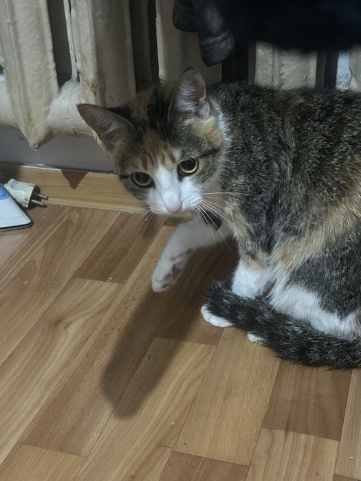 Отдам кошку в добрые руки