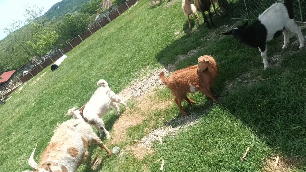 Vând 3 țapi de rasa