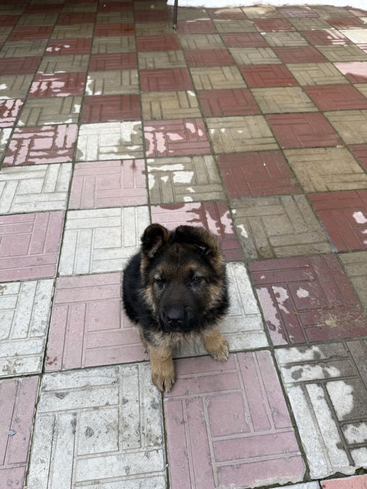 Продает авчарка.