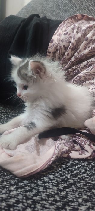 Отдам котенка, девочку