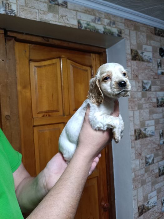 Русский спаниэль продам щенят