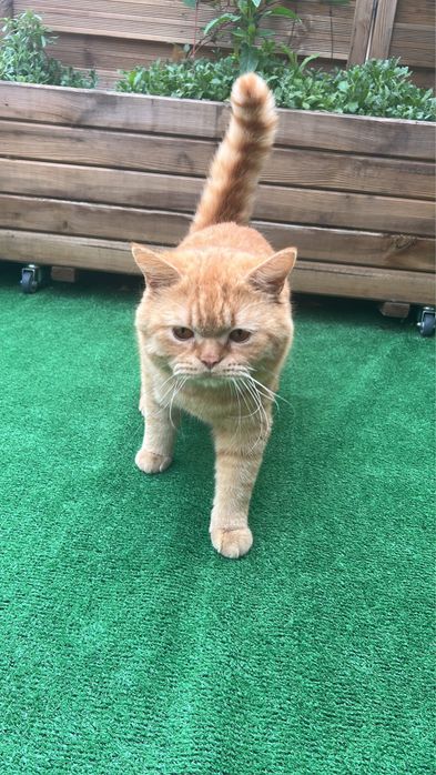 British Shorthair mascul cu pedigree
