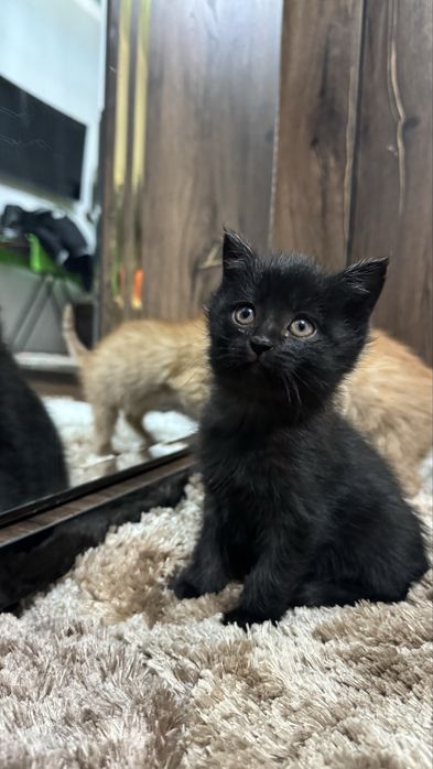 Tozo qon sarzi tel qlinglar tekin