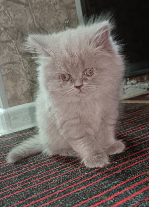 Котёнок скоттиш фолд