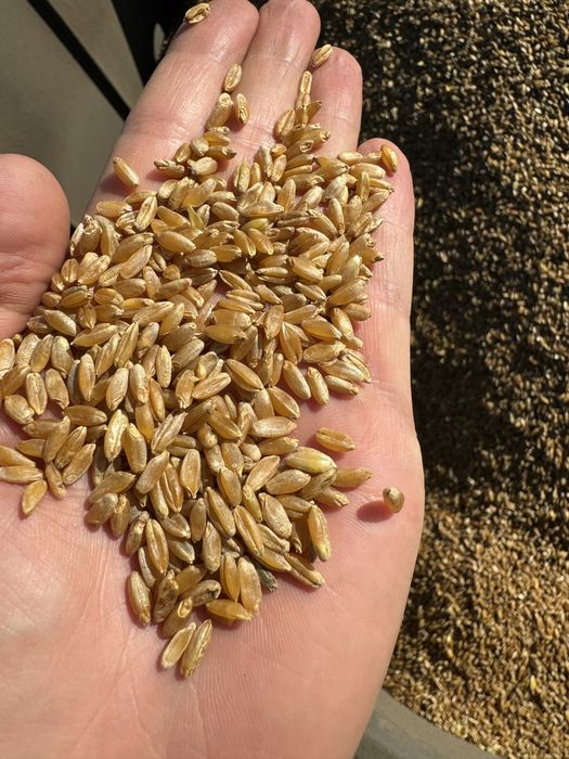 Продам пшеницу твердую стекловидность 65-67