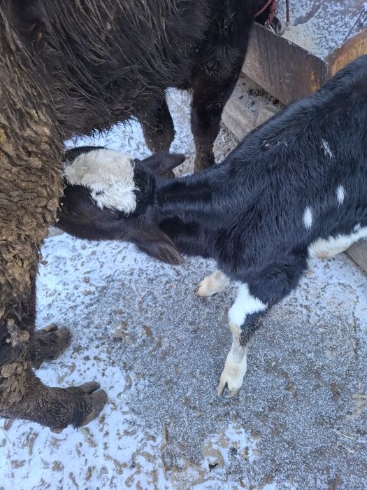 Срочно еки бас бузаулы кашар сатылады