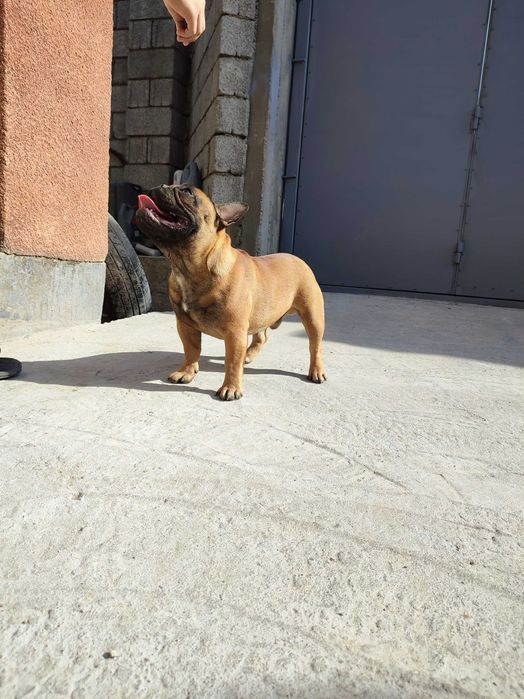 Мальчик Французского бульдога