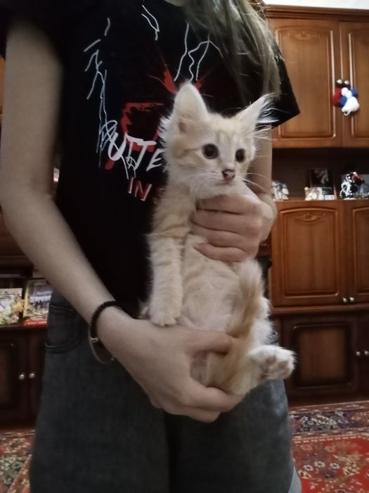 Отдам котенка в добрые руки
