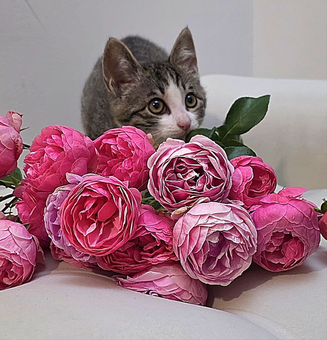 Домашние котята с доставкрй