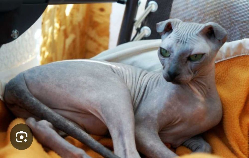 Чудо-котята украинского левкоя . Бронь.