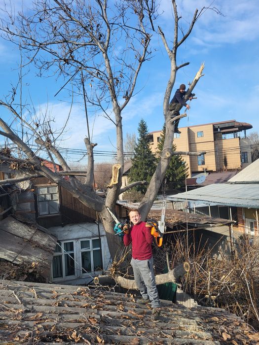 Спил деревьев агаш кесемиз