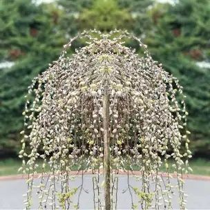 Salix Pendul La Ghiveci
