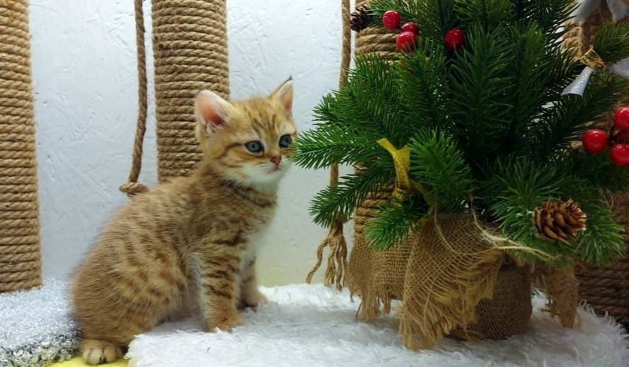 Котята зеленоглазые британские