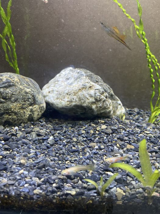 Малки гуппи 3 месеча