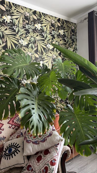 Монстера 5 стеблей