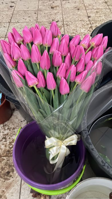 Тюльпаны гиганты 2026