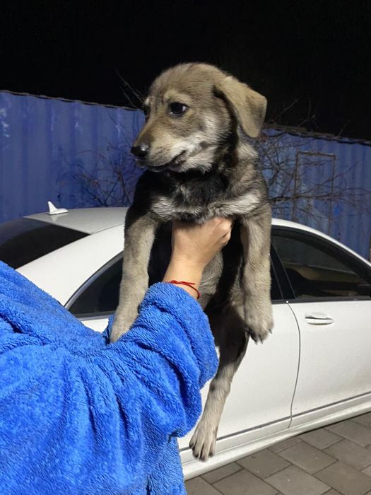 Дарю щенков девочки и мальчики