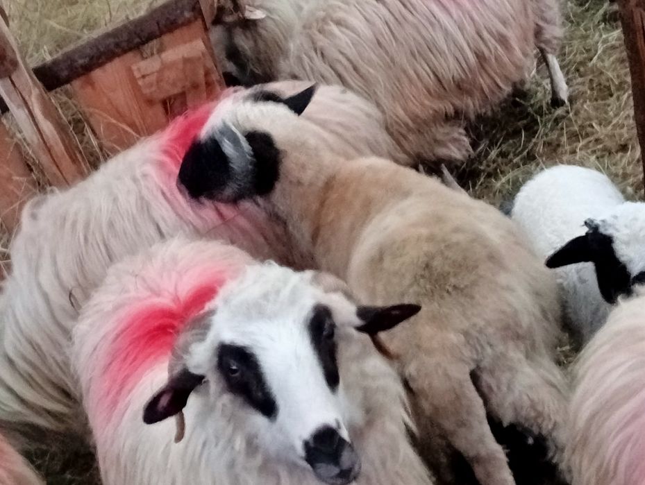 Vând 5 berbeci m-ai multe detalii la telefon