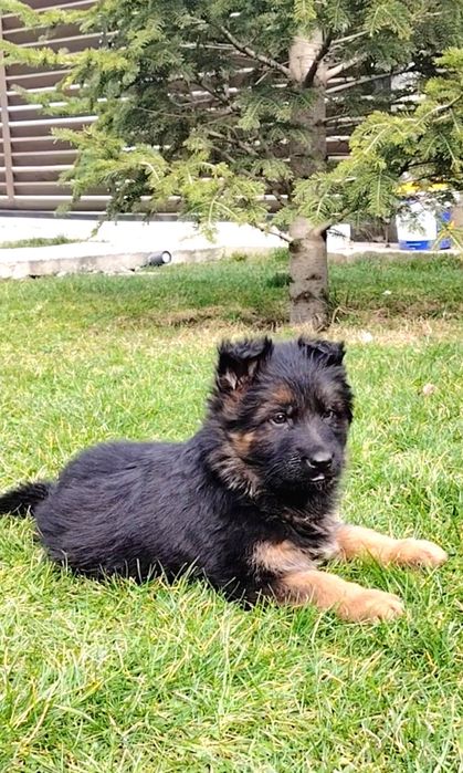 Pui Ciobanesc german