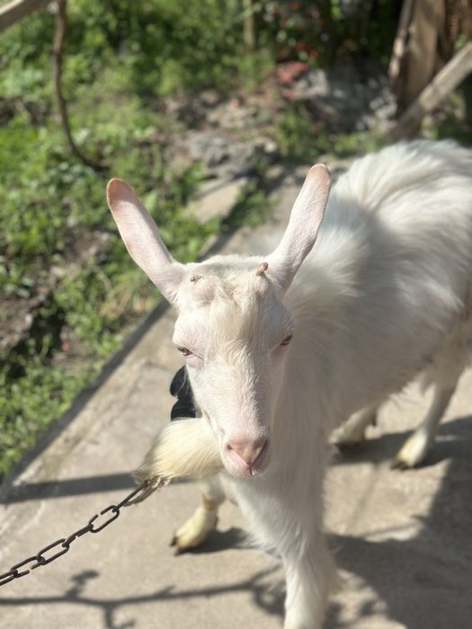 Echki sotiladi | chirchiq oqqovoq