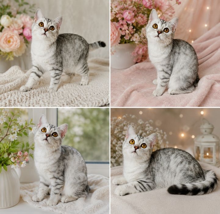 Котята Бикалоры , шиншиллы , серебро , солиды