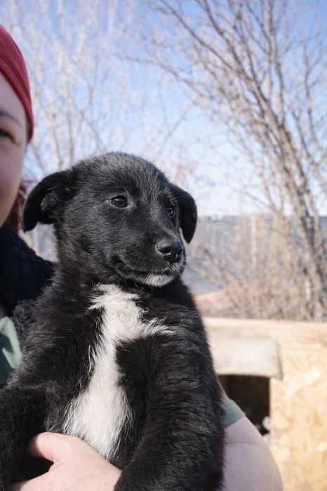 Щенки мальчики бесплатно