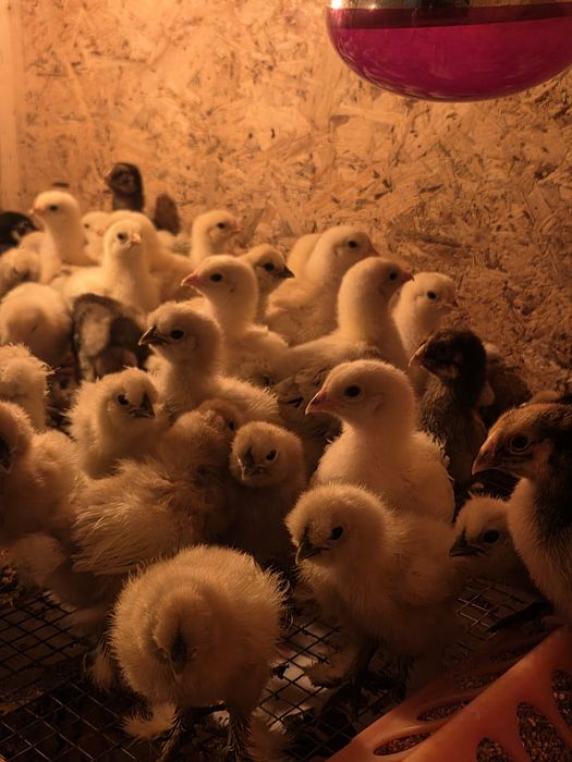 Pui Brahma HD, Australorp, Wyandotte Gsg