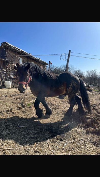 Vând armăsar ardenez Vârsta 2 ani și 10 luni