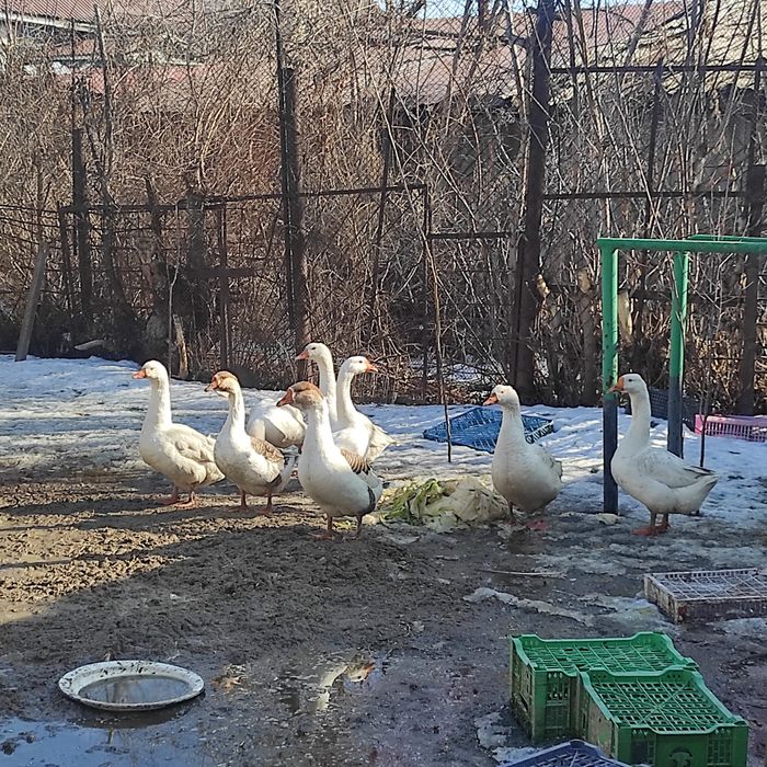Продам гусынь, не дорого