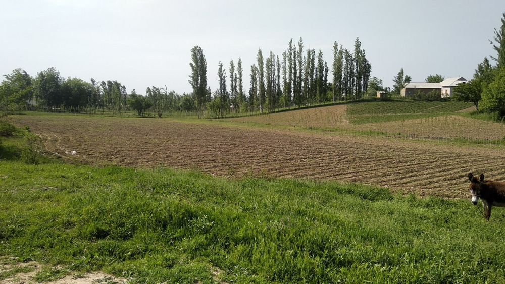 Ohongaronda shaharga yaqin joyda ajoyib yer sotiladi kelishimiz narxin