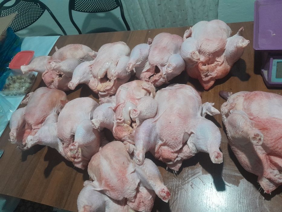 Продам все вопросы по телефону