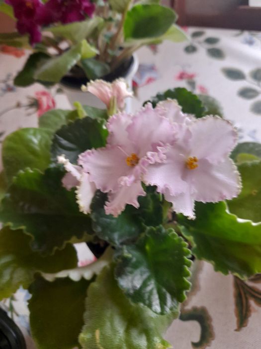 Комнатные фиалки