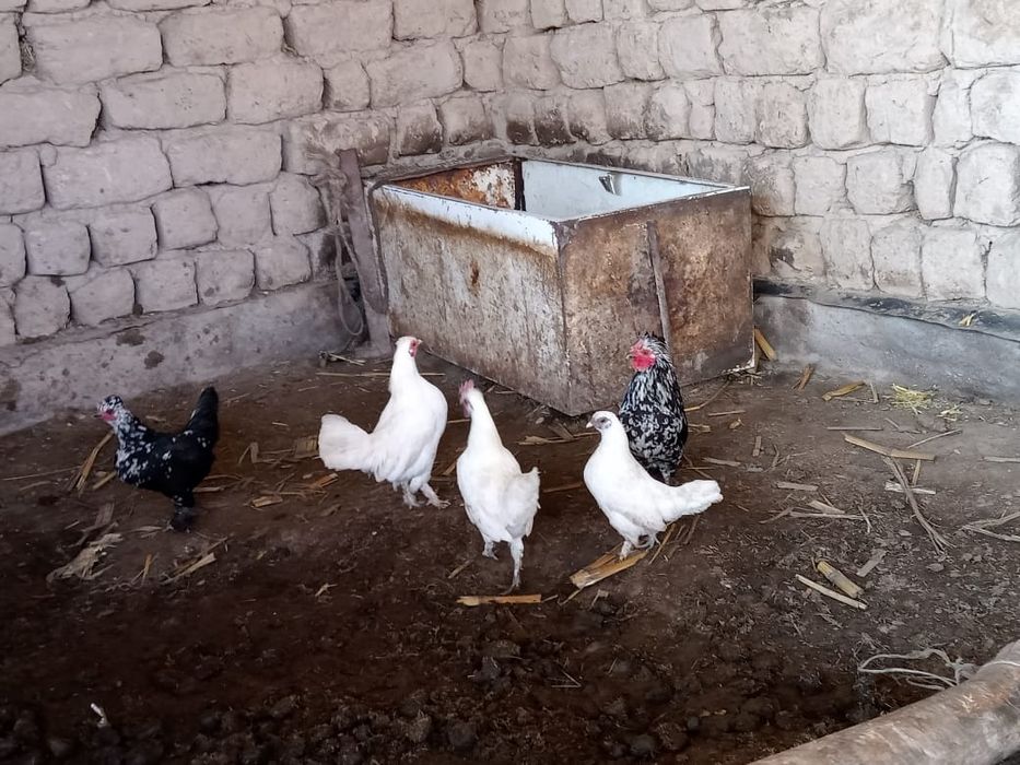 Карлик тауық сатылады