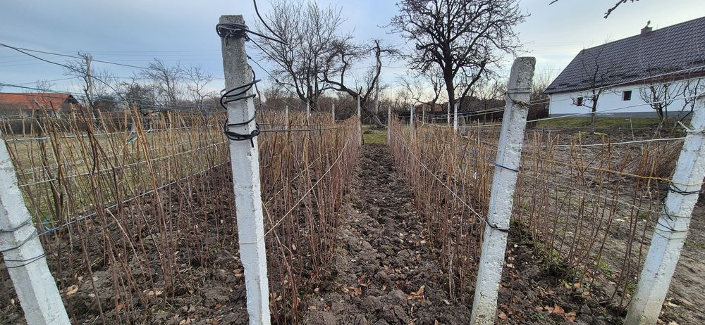 Butasi/drajoni  zmeura