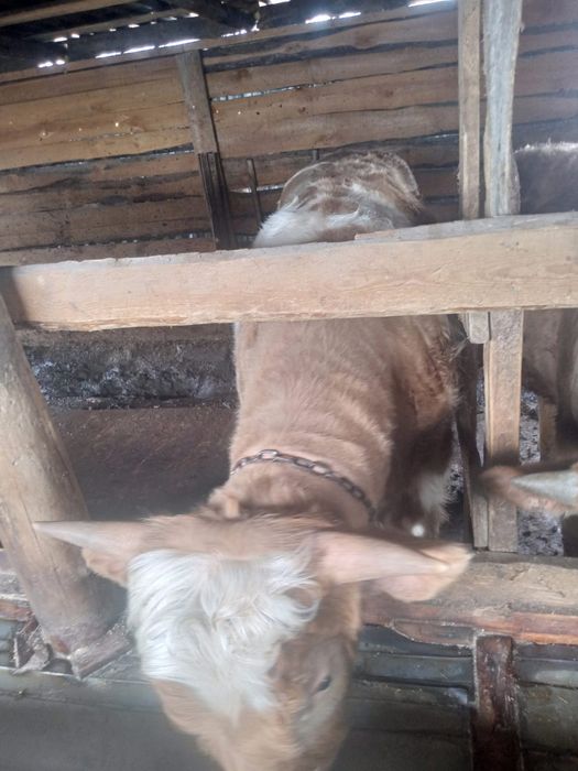 Продам бычков с откорма