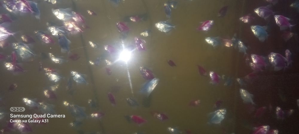 Продаю рыбок тернеций оптом.