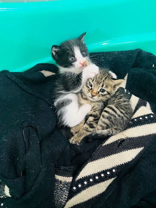 Отдам котят в хорошие руки.