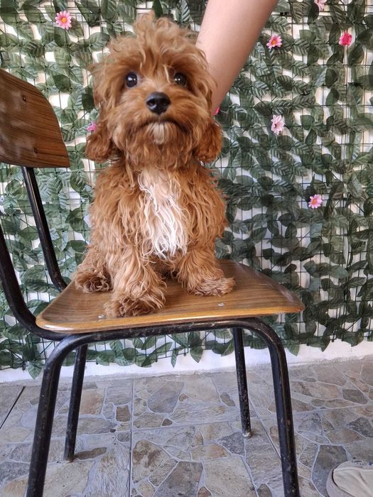 Maltipoo малтипоо куче мъжко